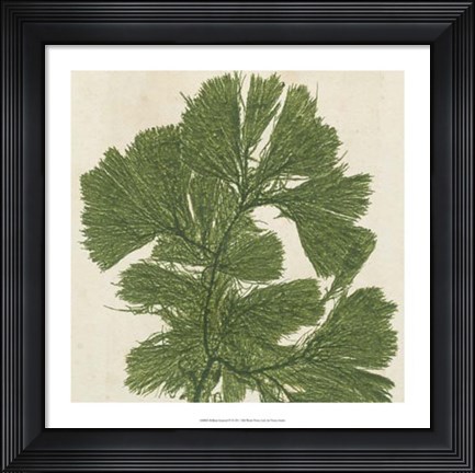 Framed Brilliant Seaweed IV Print