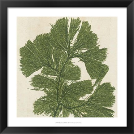 Framed Brilliant Seaweed IV Print