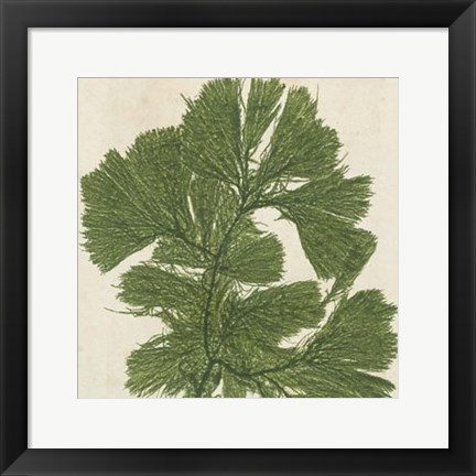 Framed Brilliant Seaweed IV Print