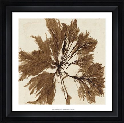 Framed Brilliant Seaweed VI Print
