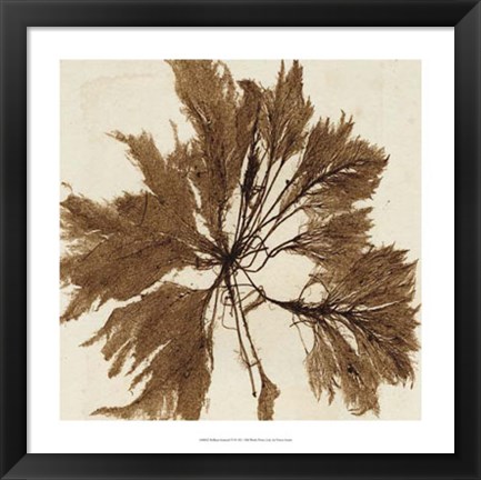 Framed Brilliant Seaweed VI Print