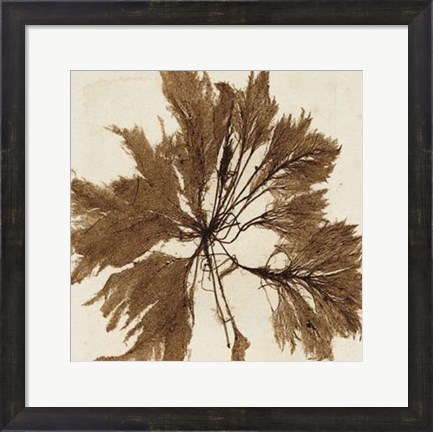 Framed Brilliant Seaweed VI Print