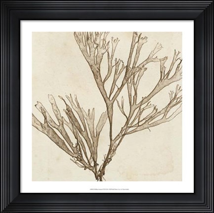 Framed Brilliant Seaweed VII Print