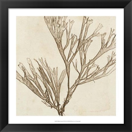 Framed Brilliant Seaweed VII Print