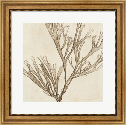 Framed Brilliant Seaweed VII Print