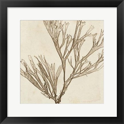 Framed Brilliant Seaweed VII Print