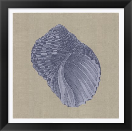 Framed Chambray Shells III Print