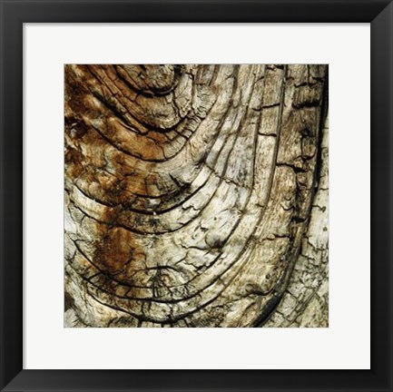 Framed Nature&#39;s Textures III Print