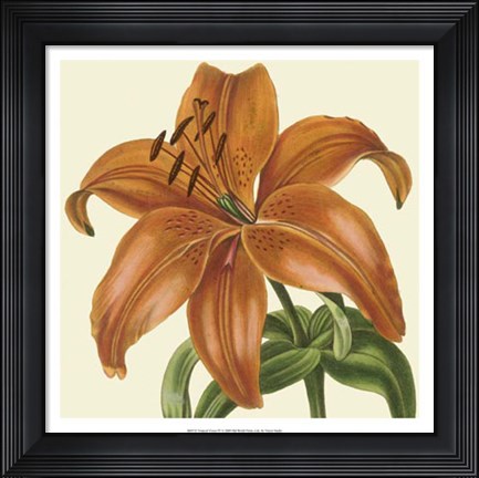 Framed Tropical Vision IV Print