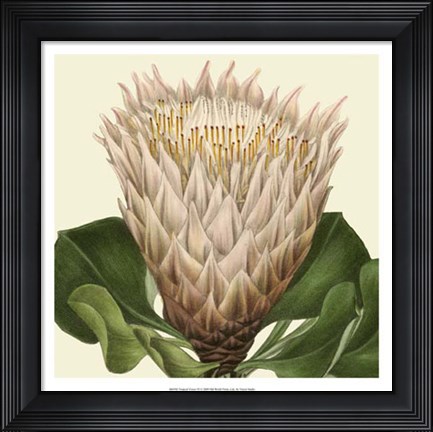 Framed Tropical Vision VI Print