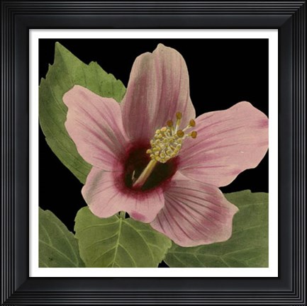 Framed Dramatic Tropical Vision II Print