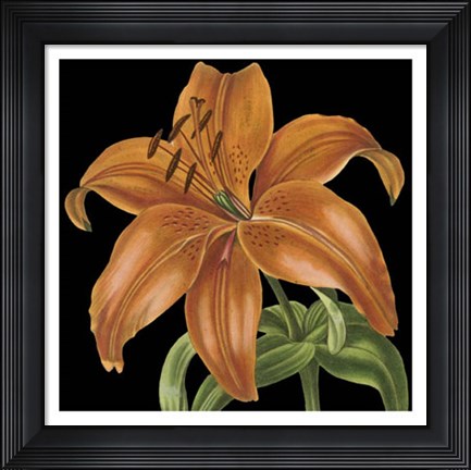 Framed Dramatic Tropical Vision IV Print