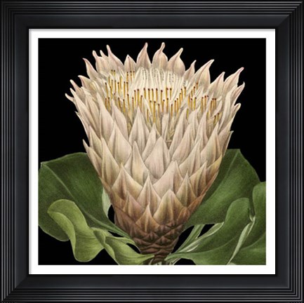Framed Dramatic Tropical Vision VI Print
