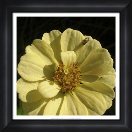 Framed Summer Evening I Print