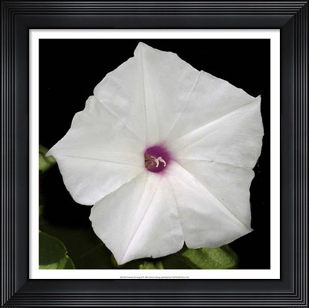 Framed Summer Evening II Print