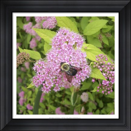 Framed Flight of the Bumble Bee I Print