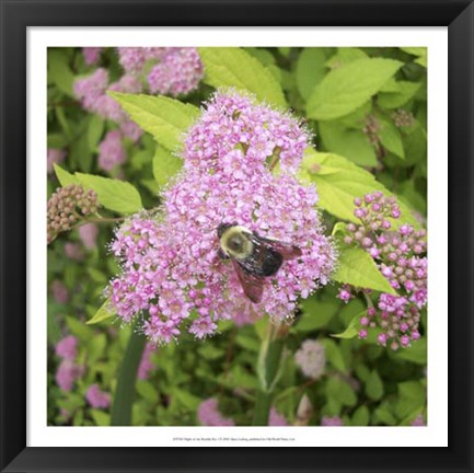 Framed Flight of the Bumble Bee I Print