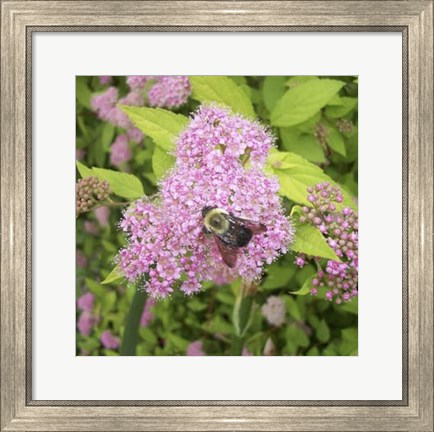 Framed Flight of the Bumble Bee I Print