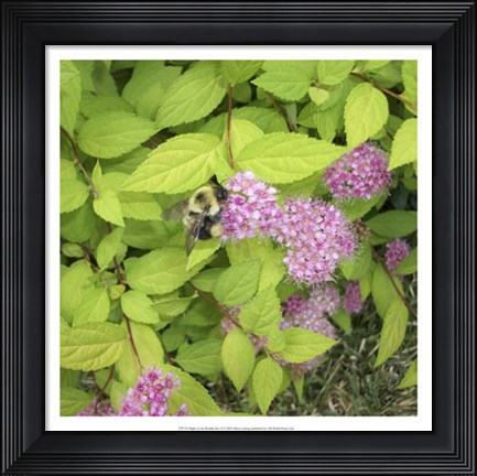 Framed Flight of the Bumble Bee II Print