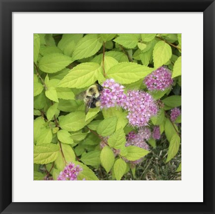 Framed Flight of the Bumble Bee II Print