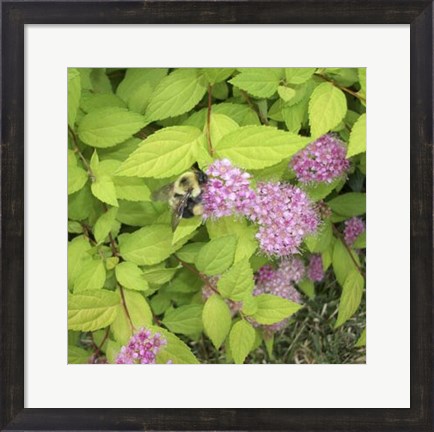 Framed Flight of the Bumble Bee II Print