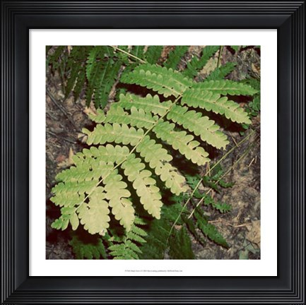 Framed Shady Grove I Print