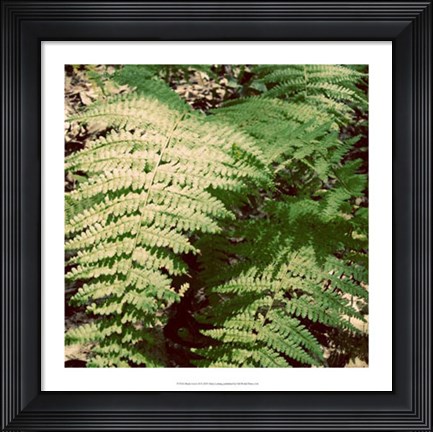 Framed Shady Grove II Print