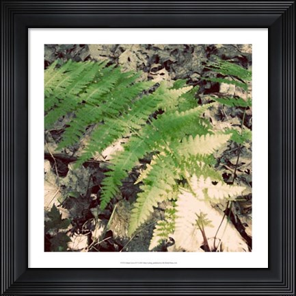Framed Shady Grove IV Print