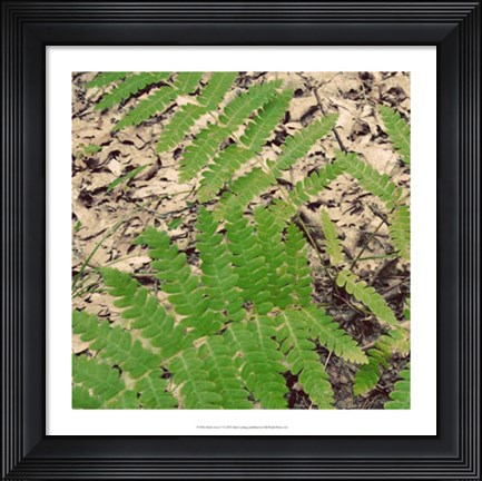 Framed Shady Grove V Print