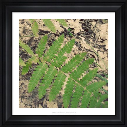 Framed Shady Grove VI Print