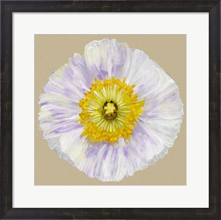 Framed Poppy Blossom IV Print