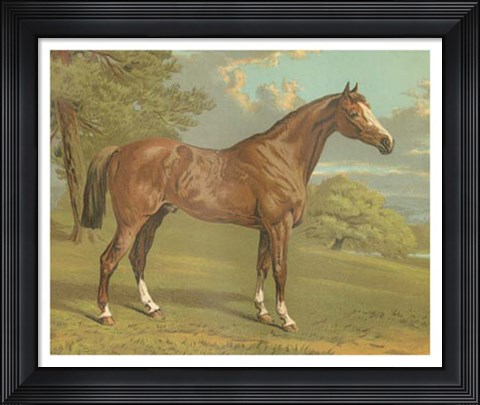 Framed Cassell&#39;s Thoroughbred I Print