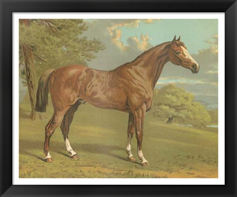 Framed Cassell&#39;s Thoroughbred I Print