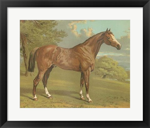 Framed Cassell&#39;s Thoroughbred I Print