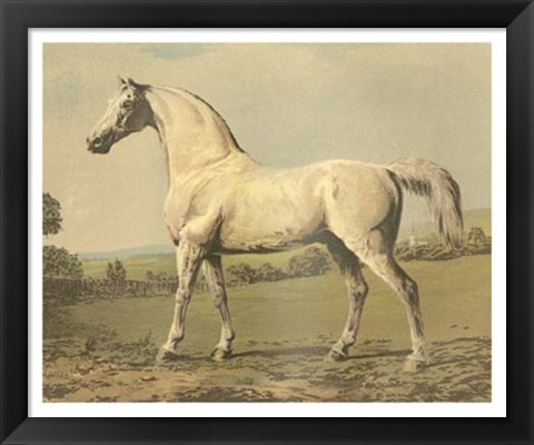 Framed Cassell&#39;s Thoroughbred II Print