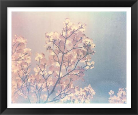 Framed Flowering Dogwood I Print