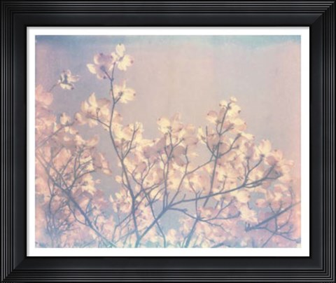 Framed Flowering Dogwood II Print