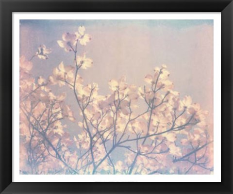 Framed Flowering Dogwood II Print