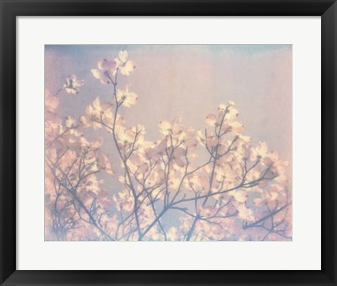 Framed Flowering Dogwood II Print