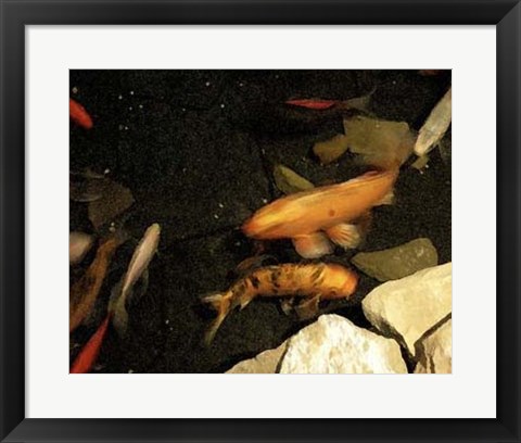 Framed Goldfish Pond I Print