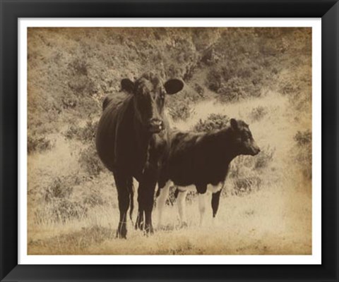 Framed Lone Star Cows I Print