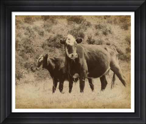 Framed Lone Star Cows II Print