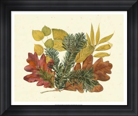 Framed White Oak, Balsam Fir &amp; Yellow Birch Print