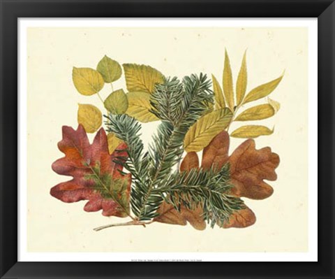 Framed White Oak, Balsam Fir &amp; Yellow Birch Print
