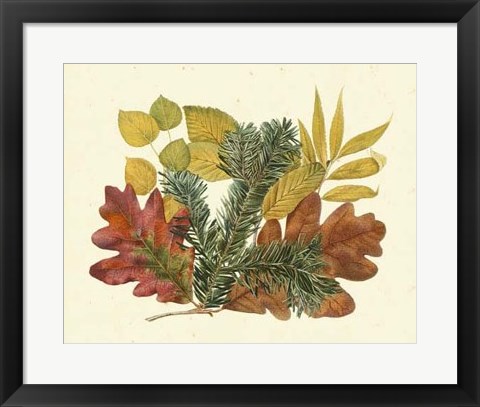 Framed White Oak, Balsam Fir &amp; Yellow Birch Print