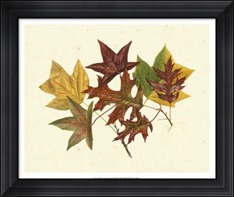 Framed Tulip Tree, Sweet Gum &amp; Scarlet Oak Print