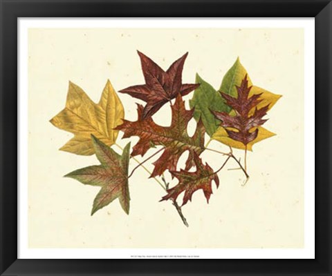 Framed Tulip Tree, Sweet Gum &amp; Scarlet Oak Print