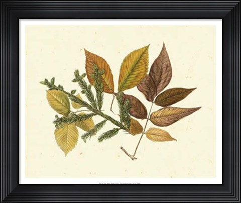 Framed Elm, Spruce, Beech &amp; Ash Print