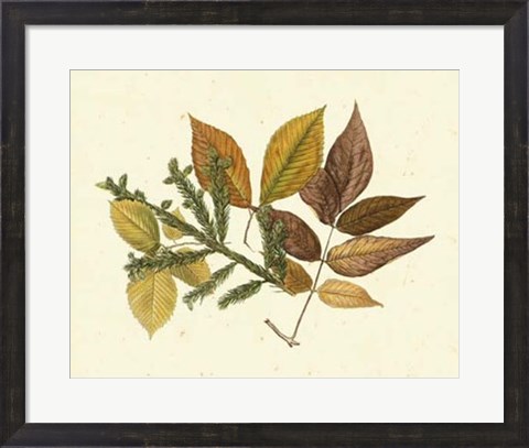 Framed Elm, Spruce, Beech &amp; Ash Print