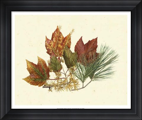 Framed Red Maple, Tamarack &amp; White Pine Print